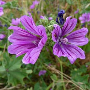 Mauve - Malva sylvestris - Sommité fleurie 30g