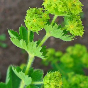 Alchemille vulgaire - Alchemilla vulgaris - Parties aériennes 30g