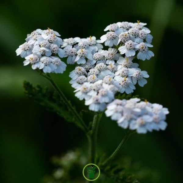 Millefeuille - Achillea millefolium - Sommité fleurie 35g