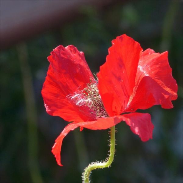 Coquelicot - Papaver rhoeas - Pétales 50g